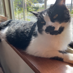 保護猫カフェtormenta