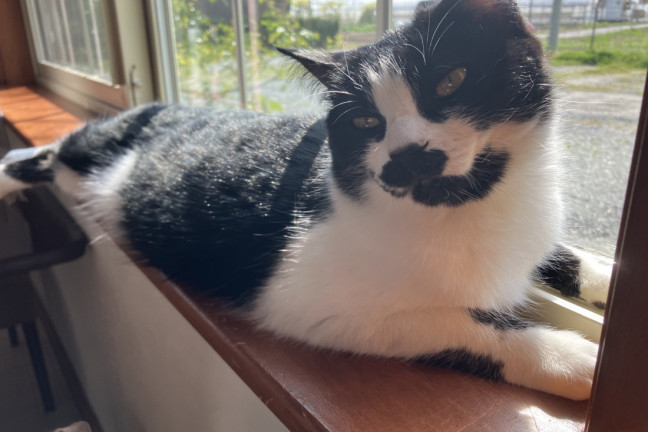 保護猫カフェtormenta